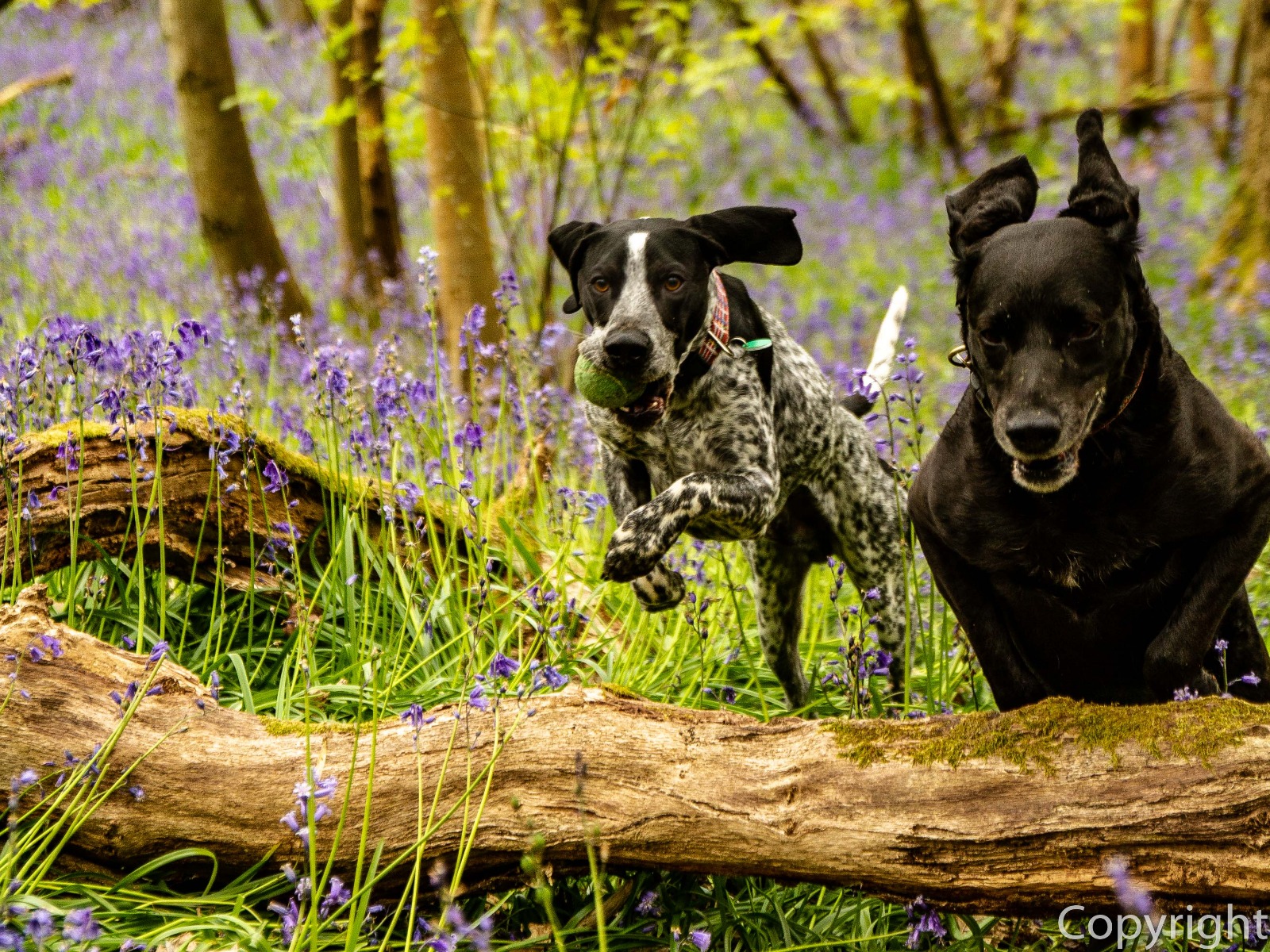 dogs