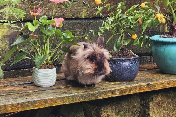 Rabbit dental at veterinary parctice in Hastings East Sussex