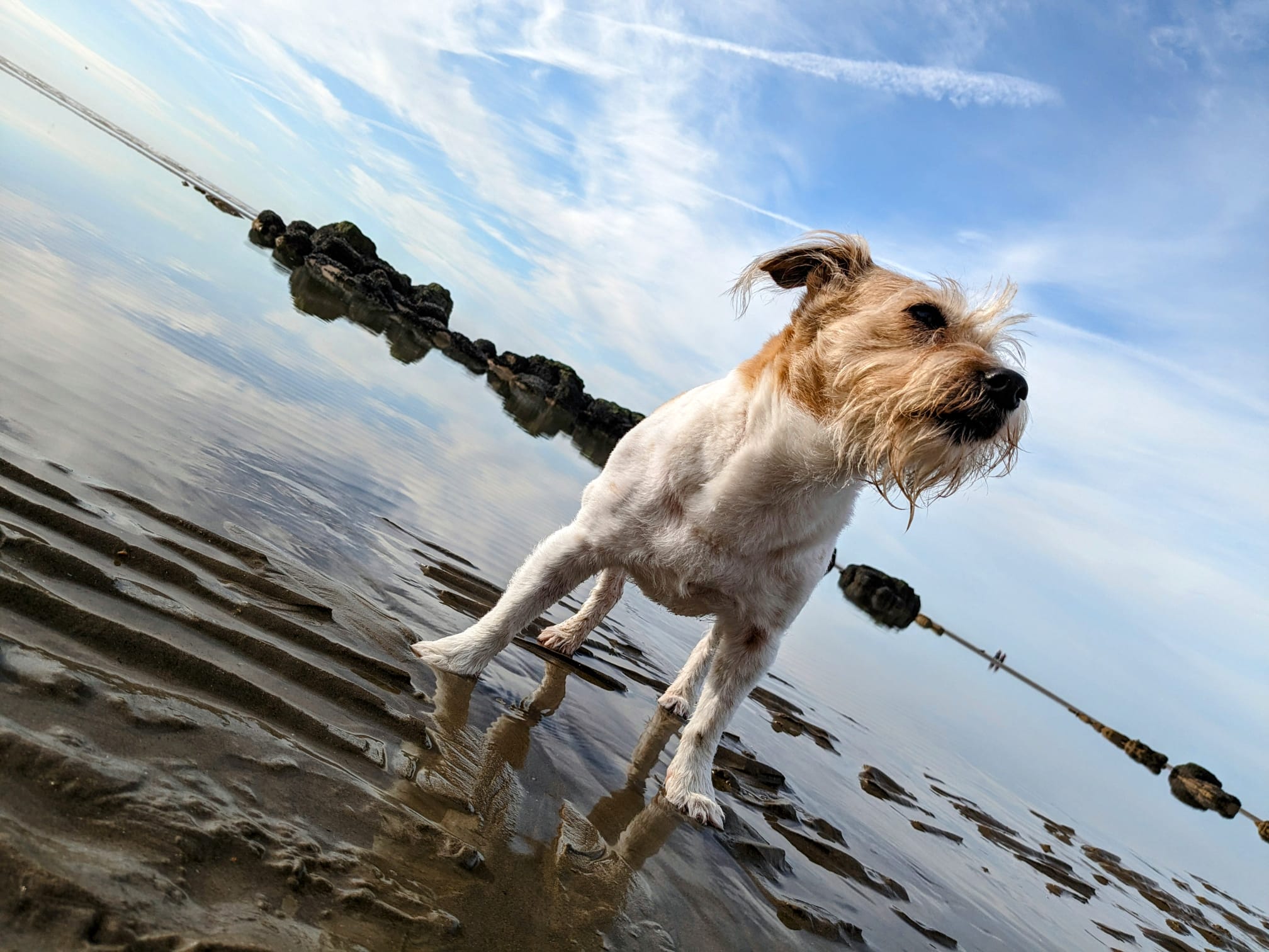 Jack Russel dog on Hastings beach East Sussex